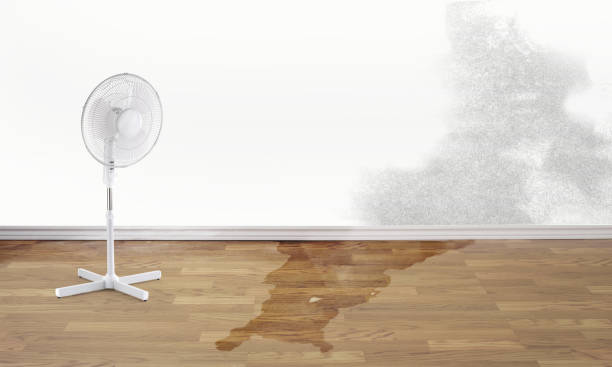 Best Water damage contractors near me  in Houma, LA